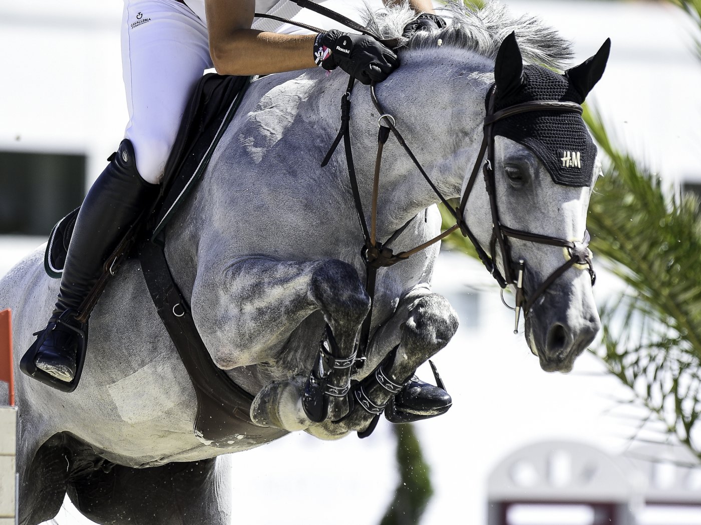 Nicola Philippaerts met Curious Friday