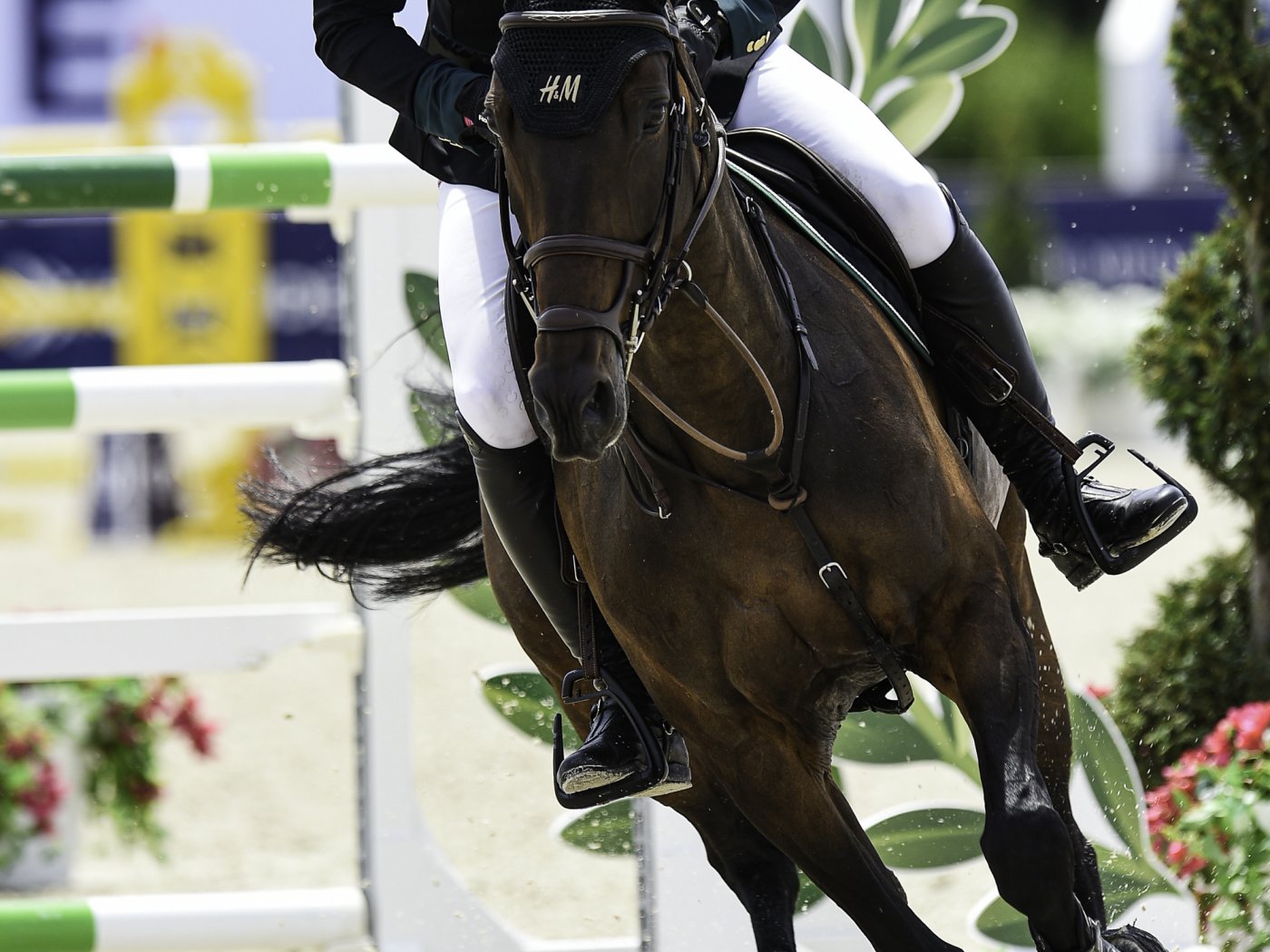Nicola Philippaerts met Katanga vh Dingeshof