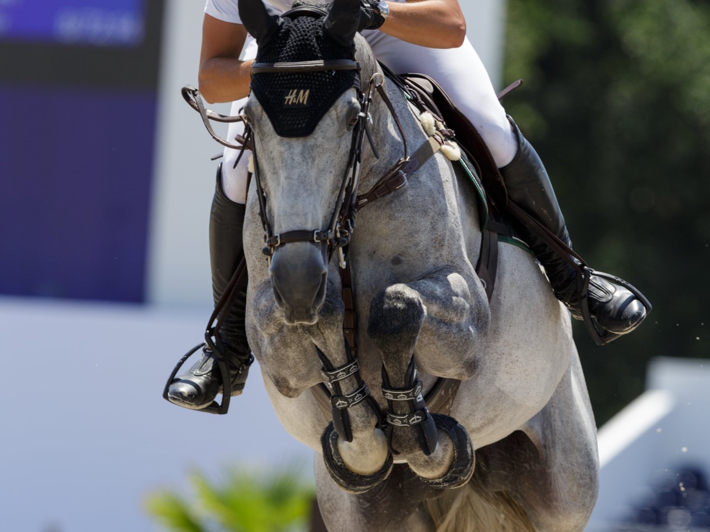 Nicola Philippaerts met Zayado