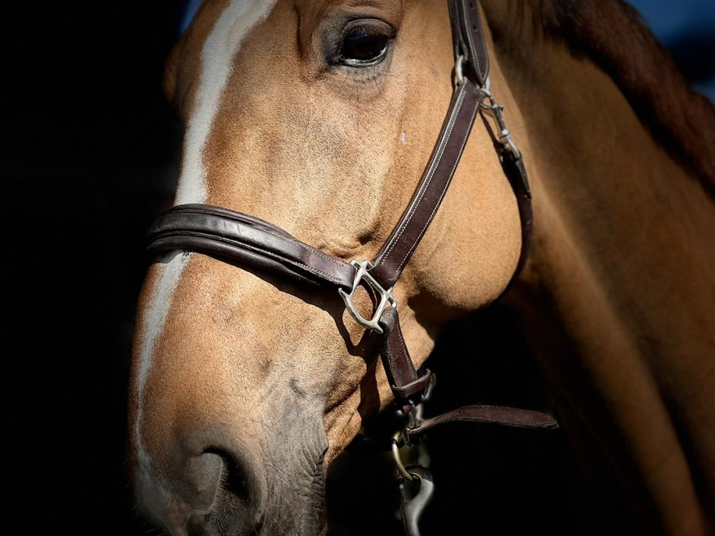 New Life van het Hellehof